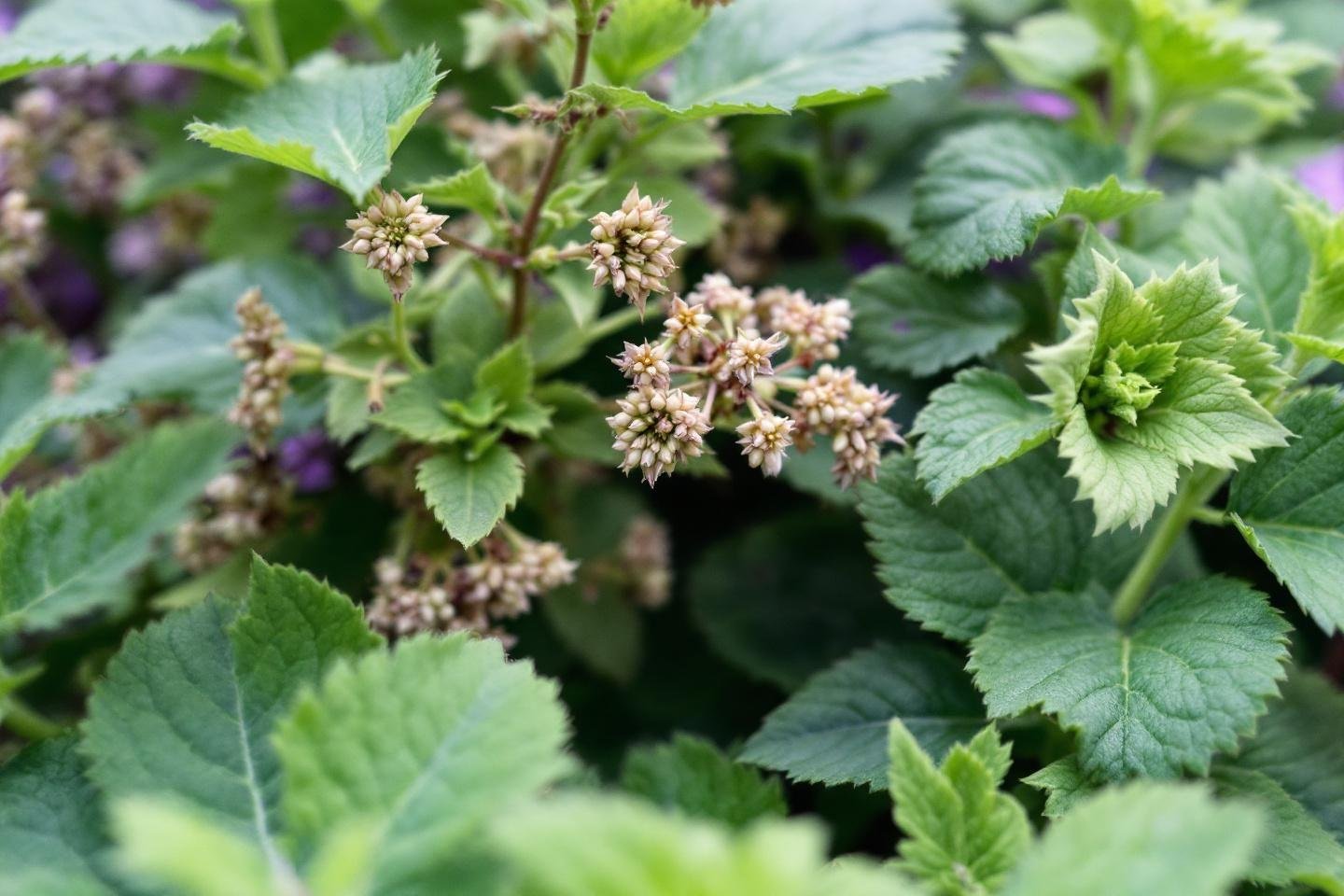 La sauge : un produit miracle pour soigner naturellement les maux du corps et de l'esprit
