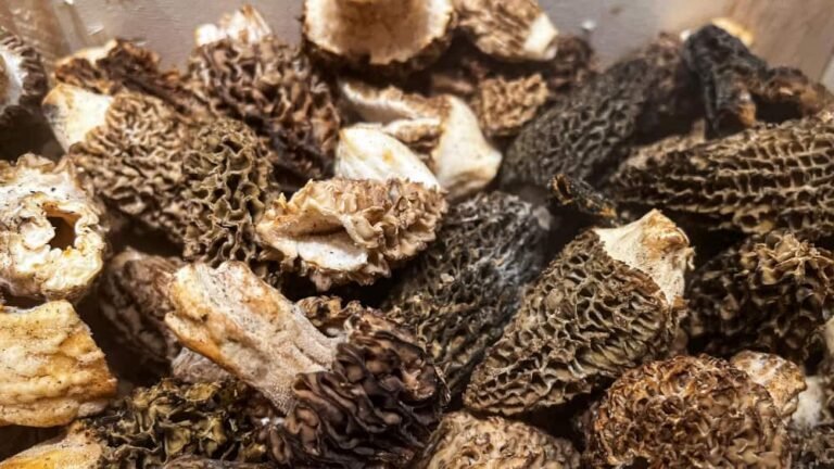 Morille frais fruits mûrs marché