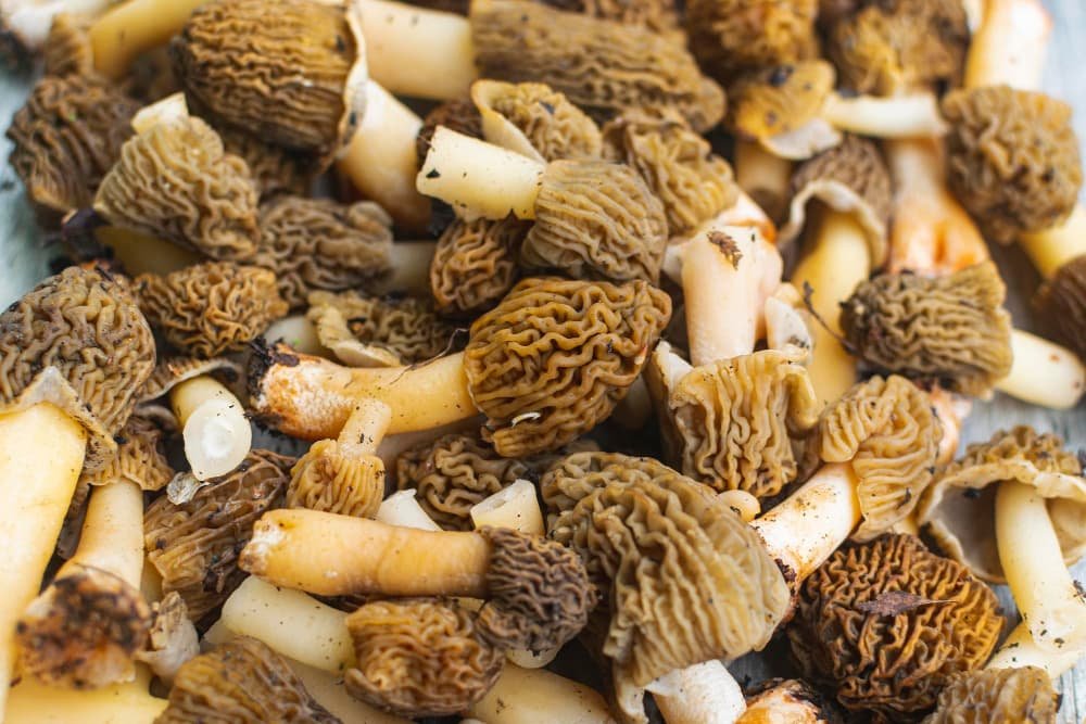 Une photo complète de champignons