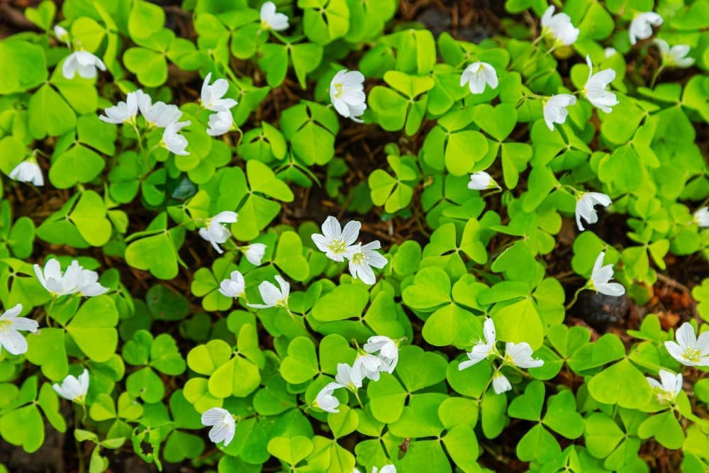 La prairie en fleurs Oxalis acetosella