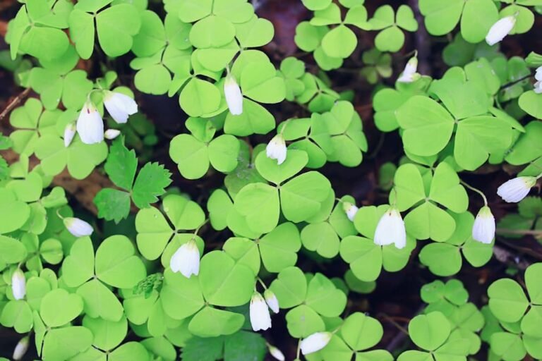 Oxalis fleurit dans la forêt
